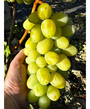 Виноград Дарья | Купить виноград Дарья фото 41