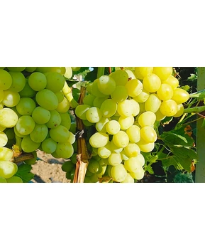 Виноград Дарья | Купить виноград Дарья фото 63