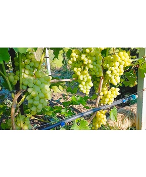 Виноград Дарья | Купить виноград Дарья фото 71