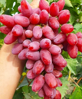 Виноград Медея | Купить виноград Медея фото 21