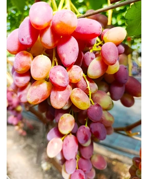 Виноград Медея | Купить виноград Медея фото 37