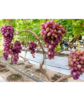 Виноград Медея | Купить виноград Медея фото 41