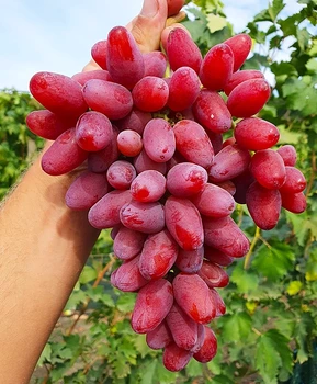 Виноград Медея | Купить виноград Медея фото 54