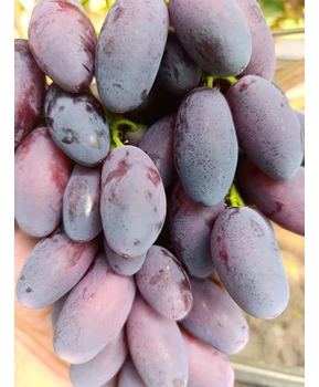 Виноград Адмирал | Купить виноград Адмирал фото 16