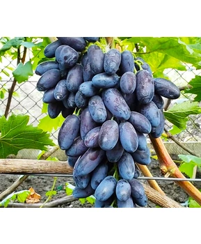 Виноград Адмирал | Купить виноград Адмирал фото 54