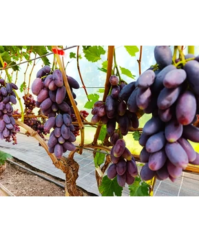 Виноград Адмирал | Купить виноград Адмирал фото 63