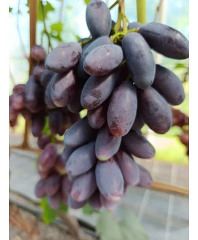 Виноград Адмирал | Купить виноград Адмирал фото 71