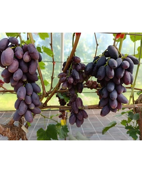 Виноград Адмирал | Купить виноград Адмирал фото 86