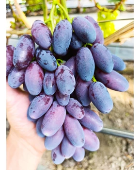 Виноград Адмирал | Купить виноград Адмирал фото 92