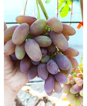 Виноград Баронесса (Бурдака) | Купить виноград Баронесса фото 21