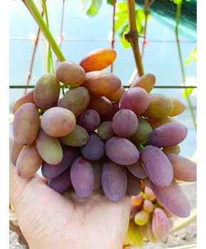 Виноград Баронесса (Бурдака) | Купить виноград Баронесса фото 37