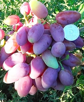 Виноград Баронесса (Бурдака) | Купить виноград Баронесса фото 54