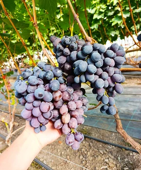 Кликните для увеличения изображения Виноград Баронесса (Калугина) | Купить виноград Баронесса фото 37