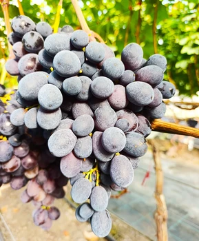 Кликните для увеличения изображения Виноград Баронесса (Калугина) | Купить виноград Баронесса фото 41