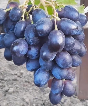 Кликните для увеличения изображения Виноград Баронесса (Калугина) | Купить виноград Баронесса фото 54
