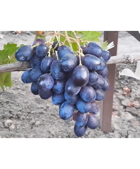 Кликните для увеличения изображения Виноград Баронесса (Калугина) | Купить виноград Баронесса фото 63