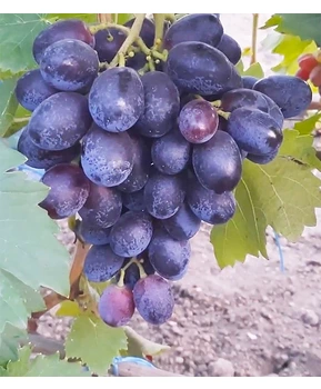 Кликните для увеличения изображения Виноград Баронесса (Калугина) | Купить виноград Баронесса фото 71