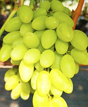 Виноград Джавелин | Купить виноград Джавелин