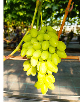 Виноград Джавелин | Купить виноград Джавелин фото 21