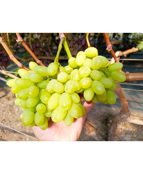 Виноград Джавелин | Купить виноград Джавелин фото 37