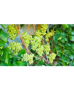 Виноград Джавелин | Купить виноград Джавелин фото 54