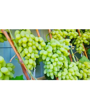 Виноград Джавелин | Купить виноград Джавелин фото 63