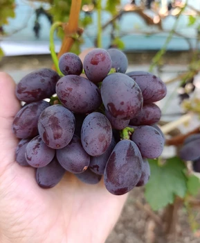 Виноград Шакира | Купить виноград Шакира фото 41