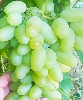 Виноград Белая лилия | Купить виноград Белая лилия