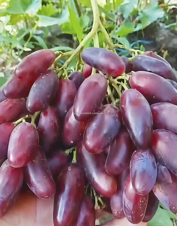Виноград Экстрим | Купить виноград Экстрим