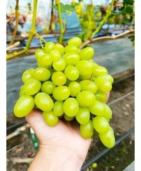 Виноград Желтый великан | Купить виноград Желтый великан фото 21