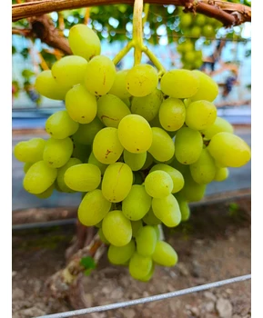Виноград Желтый великан | Купить виноград Желтый великан фото 37