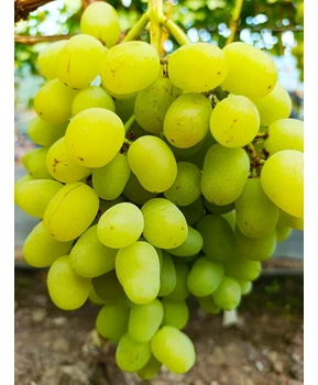 Виноград Желтый великан | Купить виноград Желтый великан фото 41