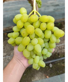 Виноград Желтый великан | Купить виноград Желтый великан фото 54