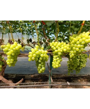 Виноград Ароматика | Купить виноград Ароматика фото 14