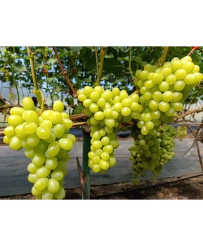 Виноград Ароматика | Купить виноград Ароматика фото 21