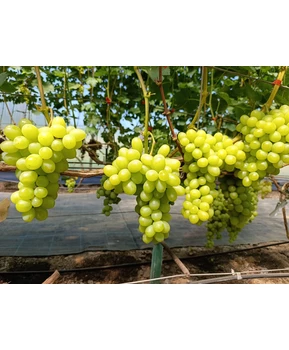 Виноград Ароматика | Купить виноград Ароматика фото 37