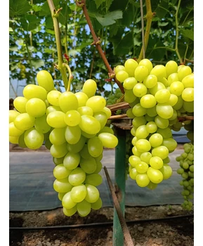 Виноград Ароматика | Купить виноград Ароматика фото 41