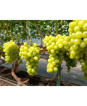 Виноград Ароматика | Купить виноград Ароматика фото 54