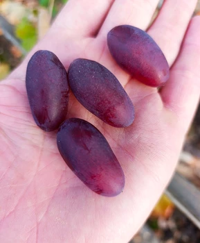 Виноград Молдавский маникюр | Купить виноград Молдавский маникюр фото 21