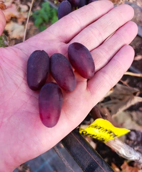 Виноград Молдавский маникюр | Купить виноград Молдавский маникюр фото 37