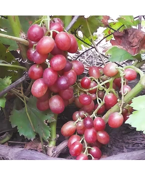 Виноград Летний сюрприз | Купить виноград Летний сюрприз фото 14