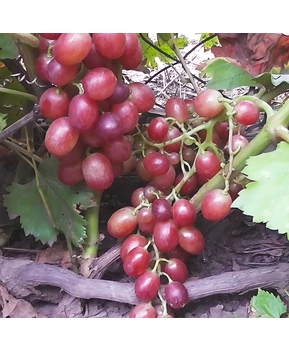 Виноград Летний сюрприз | Купить виноград Летний сюрприз фото 21