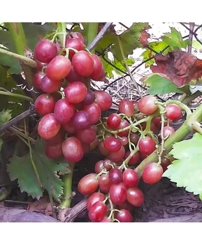 Виноград Летний сюрприз | Купить виноград Летний сюрприз фото 37