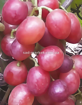 Виноград Летний сюрприз | Купить виноград Летний сюрприз