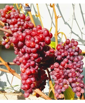 Виноград Малиновый | Купить виноград Малиновый фото 14