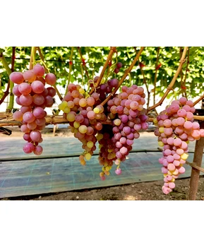 Виноград Малиновый | Купить виноград Малиновый фото 16