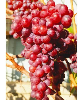 Виноград Малиновый | Купить виноград Малиновый фото 21