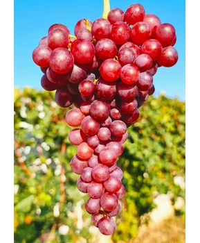 Виноград Малиновый | Купить виноград Малиновый фото 37