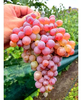 Виноград Малиновый | Купить виноград Малиновый фото 41