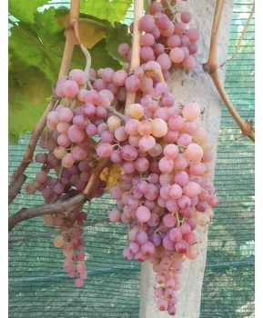 Виноград Малиновый | Купить виноград Малиновый фото 54